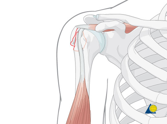 Анатомические особенности плечевой кости