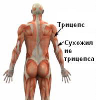 Лечение боли в мышцах бедра